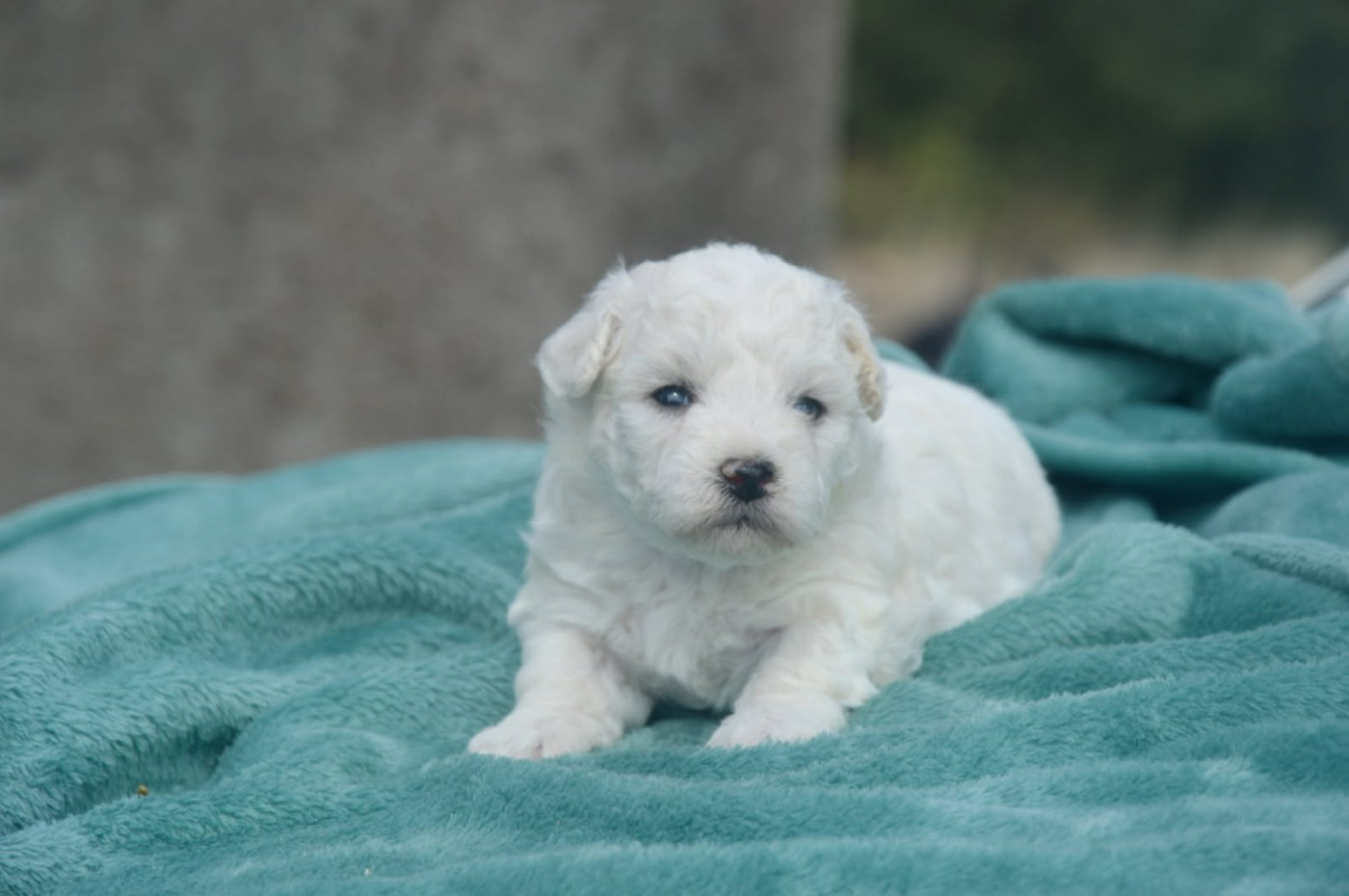 Publication : une Patte de Diamant