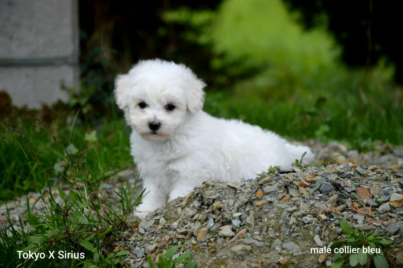 Publication : une Patte de Diamant