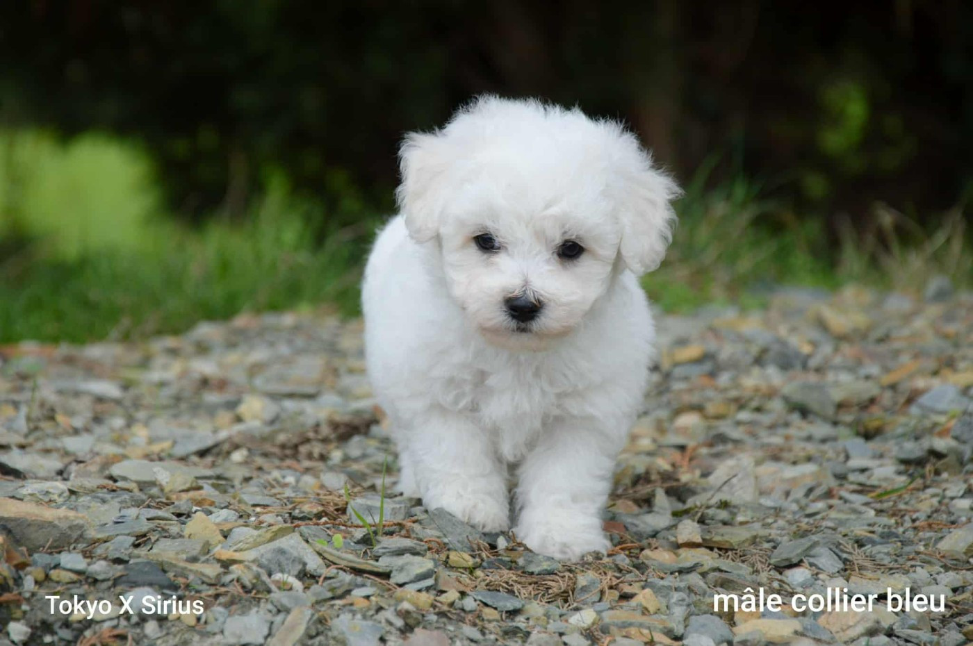 Publication : une Patte de Diamant