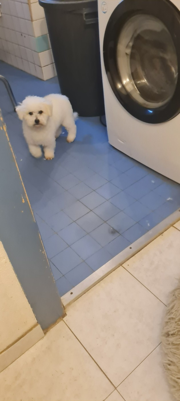 Publication : une Patte de Diamant