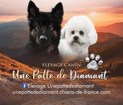 une Patte de Diamant