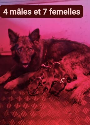 Chiot N°10 - Berger Allemand Poil Long