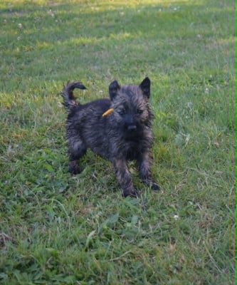 Les chiots de Berger Allemand Poil Long