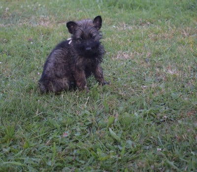 Les chiots de Berger Allemand Poil Long