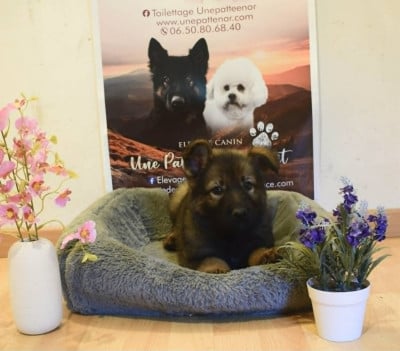 Les chiots de Berger Allemand Poil Long