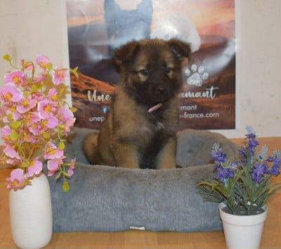 Les chiots de Berger Allemand Poil Long