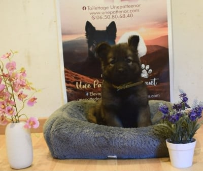 Les chiots de Berger Allemand Poil Long