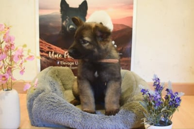 Les chiots de Berger Allemand Poil Long
