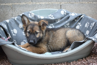 Les chiots de Berger Allemand Poil Long