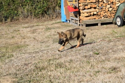 Berger Allemand Poil Long