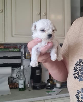 Chiot N°1 - Bichon Frise