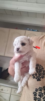 Bichon Frise