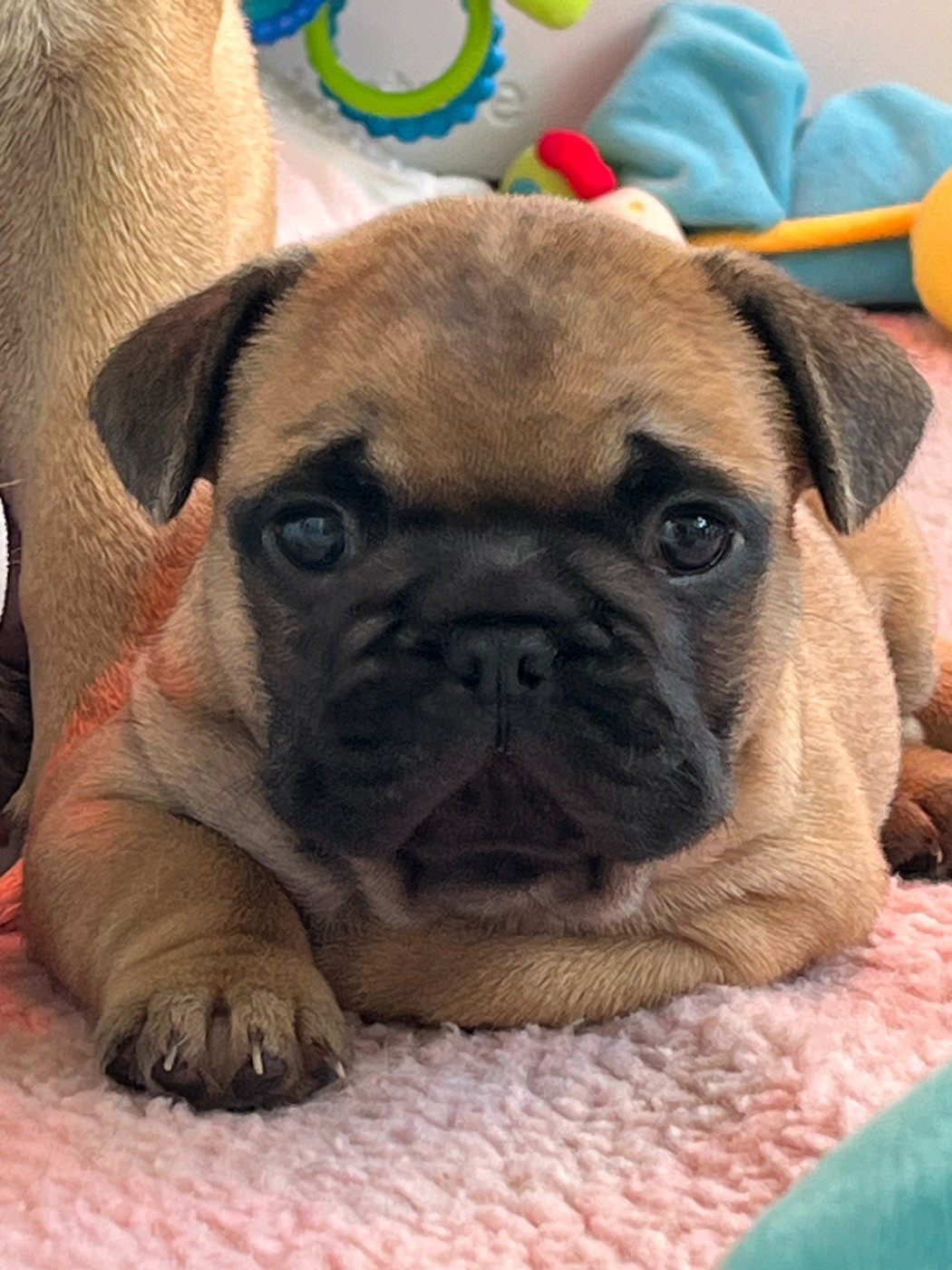 Bouledogue français - Elevage du Lac Marin