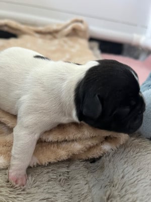 Les chiots de Bouledogue français