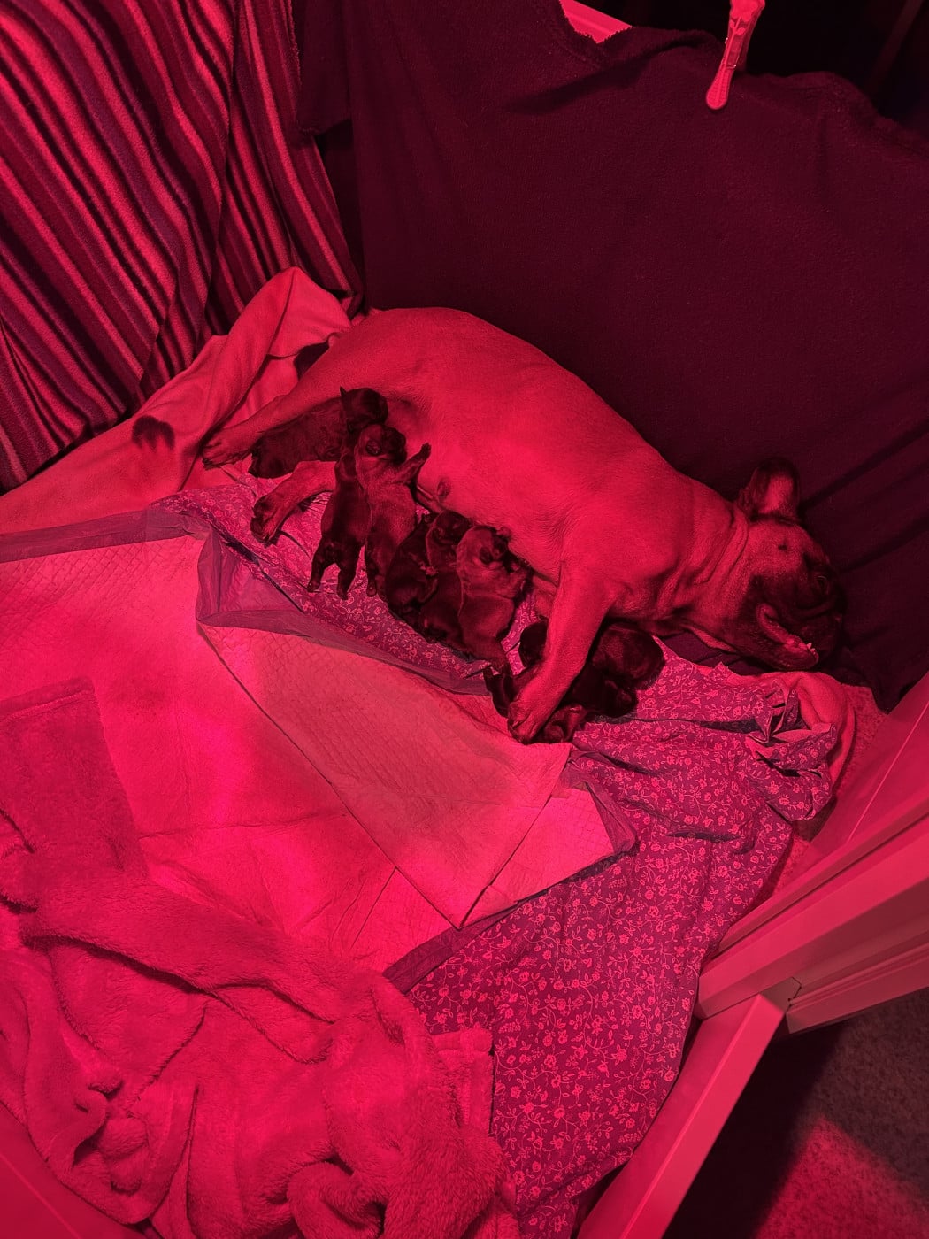 Chiot N°8 - Bouledogue français