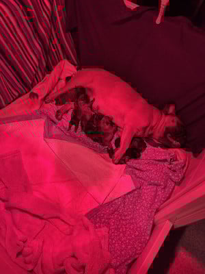 Bouledogue français