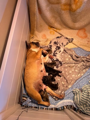 Les chiots de Bouledogue français