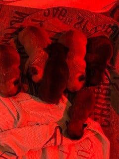 Les chiots de Bouledogue français