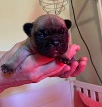 Les chiots de Bouledogue français