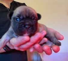 Les chiots de Bouledogue français
