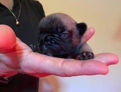 Les chiots de Bouledogue français