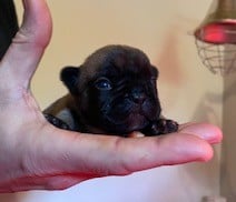 Les chiots de Bouledogue français