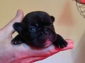 Les chiots de Bouledogue français
