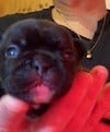 Les chiots de Bouledogue français