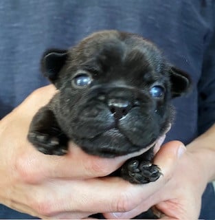 Les chiots de Bouledogue français