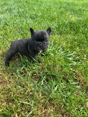 Les chiots de Bouledogue français