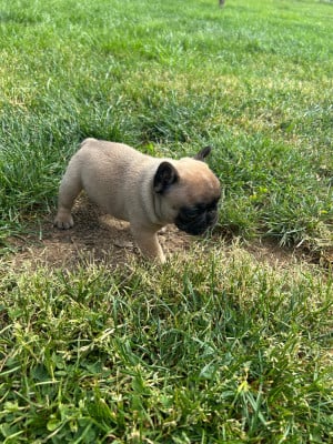 Les chiots de Bouledogue français