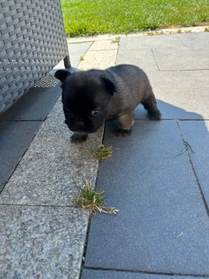 Les chiots de Bouledogue français