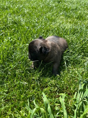 Les chiots de Bouledogue français