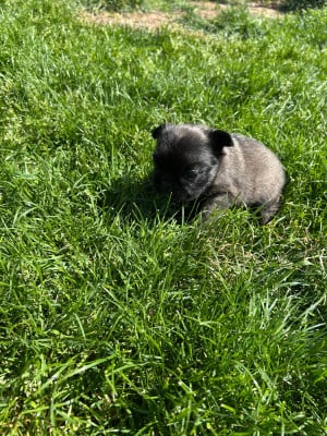 Les chiots de Bouledogue français