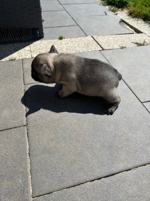 Les chiots de Bouledogue français
