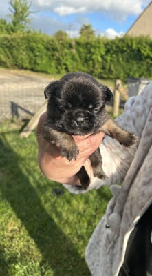 Les chiots de Bouledogue français