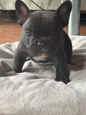 Les chiots de Bouledogue français