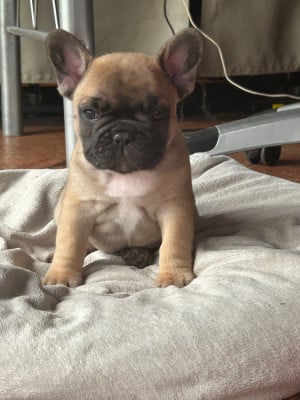 Les chiots de Bouledogue français