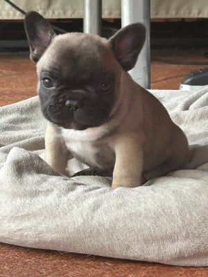 Les chiots de Bouledogue français