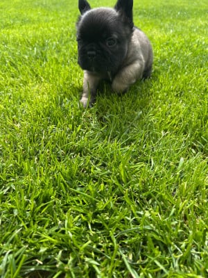 Les chiots de Bouledogue français