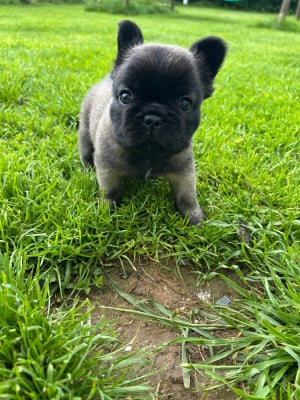 Les chiots de Bouledogue français