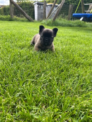 Bisous - Bouledogue français