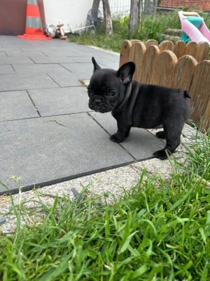 Les chiots de Bouledogue français