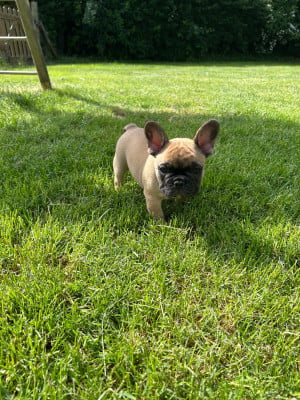Les chiots de Bouledogue français