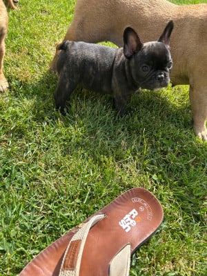 Les chiots de Bouledogue français