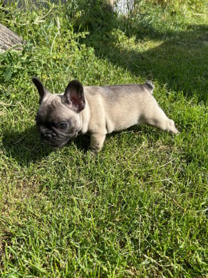 Les chiots de Bouledogue français