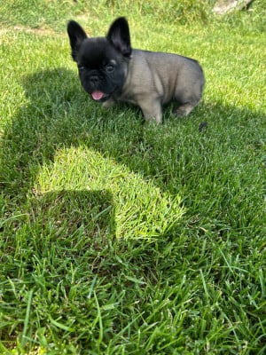 Les chiots de Bouledogue français