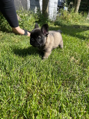 Les chiots de Bouledogue français