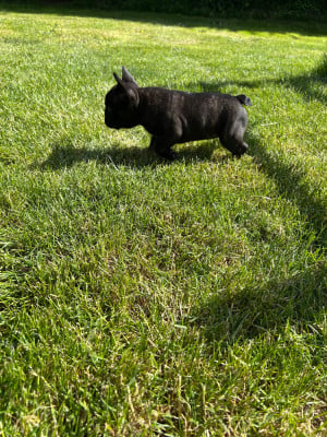 Les chiots de Bouledogue français