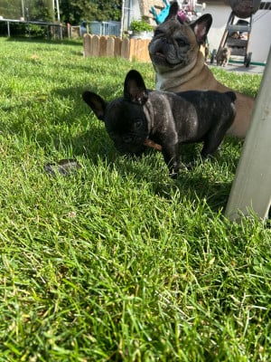 Les chiots de Bouledogue français